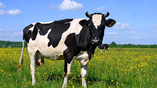 cow