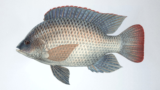tilapia fish